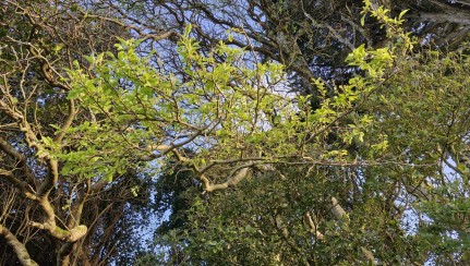 Chatham Island ribbonwood. Image iNaturalist Harry and Ruby