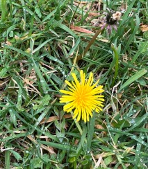 Common dandelion. Image iNaturalist spotted by Fern