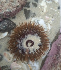 Giant shore anemone. Image iNaturalist Bridget Gibb