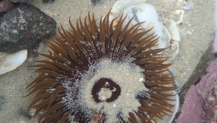 Giant shore anemone. Image iNaturalist Bridget Gibb