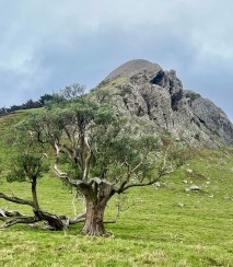 Hakapiri. Image iNaturalist Nicky McArther