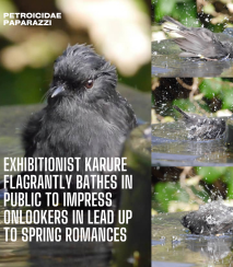 Petroicidae paparazzi
