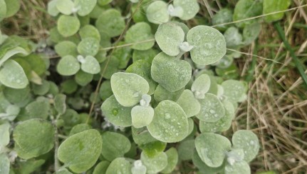 Licorice weed. Image iNaturalist Bernadette Lim