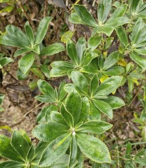 Macroleria Chathamica. Image iNaturalist Bernadette Lim