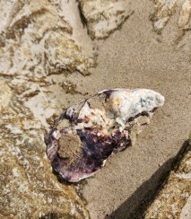 Pacific oyster. Image iNaturalist Kat Holt