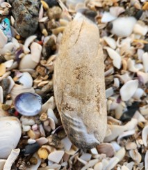 Sperm whale tooth. Image iNaturalist Kat Holt