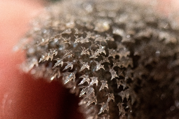 Close up of the skin of the prickly dogfish showing the tooth like denticles that give it its name. Photo by Bhakti Patel Blake Trust