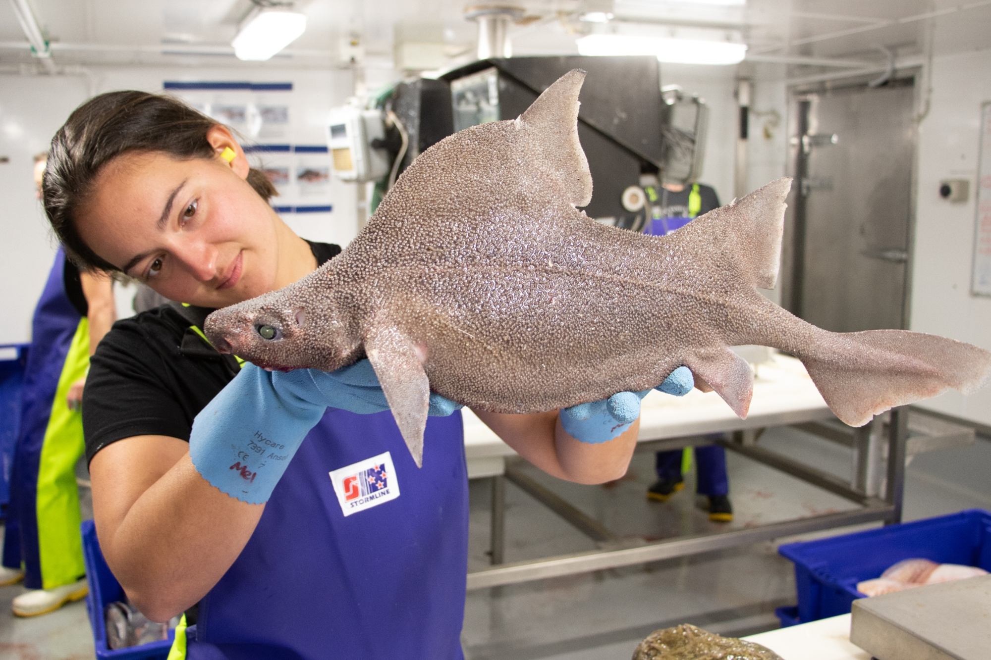Earth Sciences NZ scientist Melanie Hayden holding a prickly dogfish Oxynotus bruniensis. Photo taken on RV Tangaroa by Bhakti Patel Blake Trust