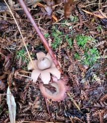 Earth star at Kopi Bush
