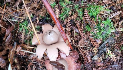 Earth star at Kopi Bush