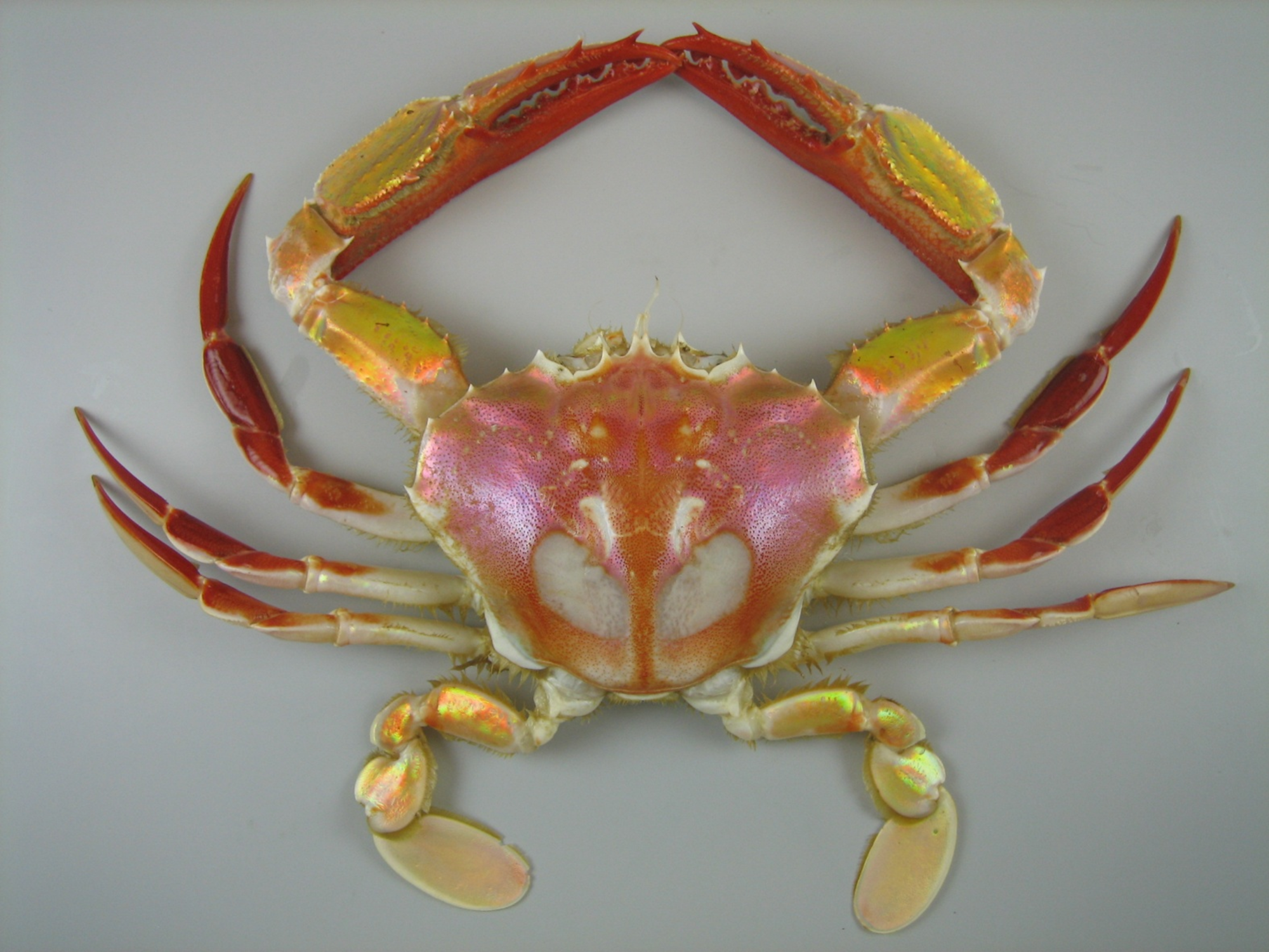 Mollers swimming crab Ovalipes molleri. Photo by Earth Sciences NZ