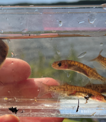 Small adult mudfish from Te Rangatapu Image Grace Fortune Kelly
