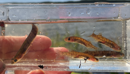 Small adult mudfish from Te Rangatapu Image Grace Fortune Kelly