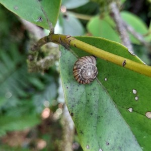 endemic land snail Therasia sp Chatham Rangaika C Laurenson