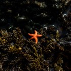 Starfish in seaweeds Tamzin Henderson 1