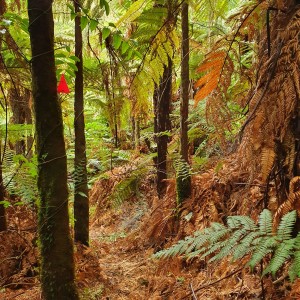 Trapline at Awatotora