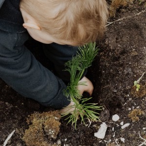 Kaingaroa Kickoff planting day July 2024 Image HMT LANDSCAPE