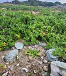 Lepidium