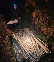 Light trapping moths