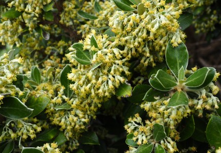 Hakapiri flowers Image: DOC Tom Hitchon