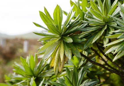 Rautini leaves. Image: Jess MacKenzie