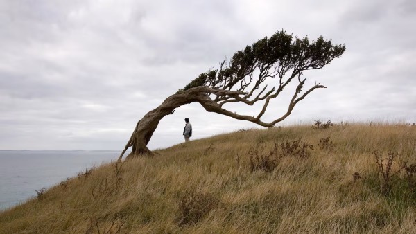 The isolated Chathams off the east coast of New Zealand offer stunning views. Image: Mark Mitchell; NZ Herald