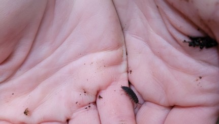 Slater found at Kopi Bush