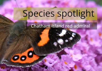 Species spotlight header kahukura