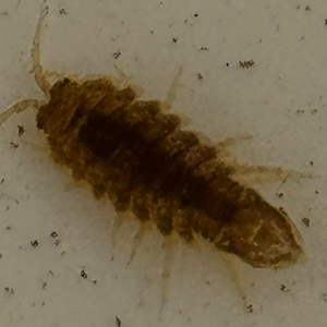 isopod image MF